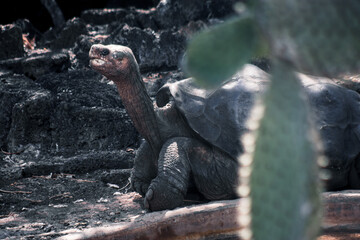 Galapagos Tortoise in Pristine Habitat