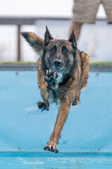 Belgian Malinois about to splash down into the pool