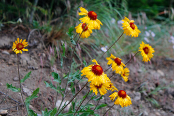Vibrant yellow balsamroot flowers