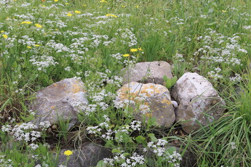 flowers in the garden