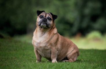 Fototapeta premium Dog portrait