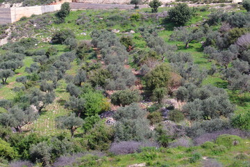 Galilee view from the top of the hill