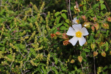 Fototapeta premium Cistus flowers in the garden