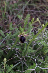 Wild orchid in the forest