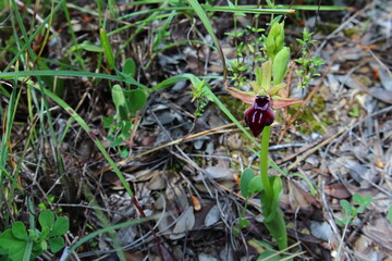 Wild orchid in the forest