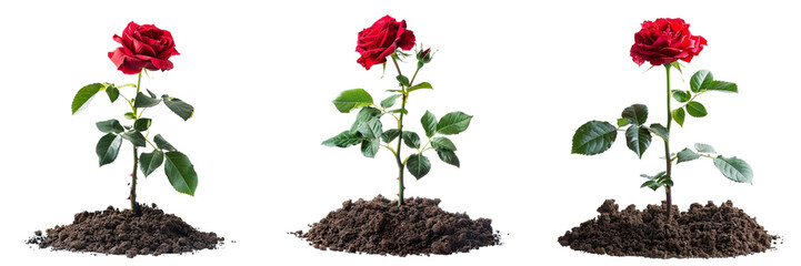 Set of A detailed red rose bush growing in the soil, on a transparent background