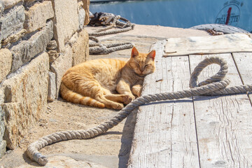 Animaux de Mykonos