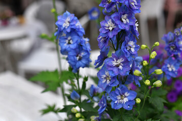 Blue forget-me-not flower. Spring flowers