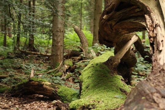 fallen, rotten tree in the woods