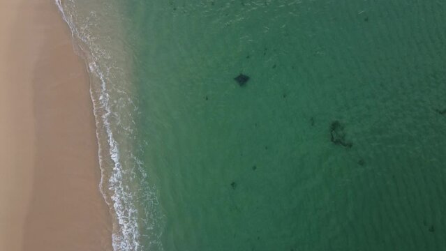 Stingray Mobula Munk Los Cabos