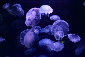 浮遊するクラゲ