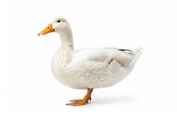 Obraz premium the beside view of a Pekin Duck, left side view, white copy space on right, dutch angle view, isolated on white background