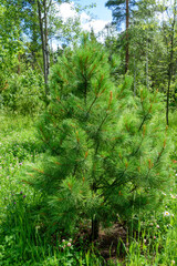 A fluffy fir among the trees in the park on a summer afternoon.
