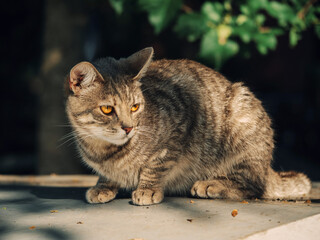 Country tabby cat. Dark nature background. Warm sunny day. Farm animal. Selective focus. Cautious look in the eyes.