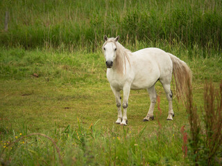 Cute white horse in a field behind green grass. Popular hobby and sport. Barn animal pet. Selective focus.
