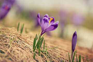 Spring crocus flowers, Easter background