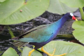 colorful nearly flightless bird walking across lily pads.