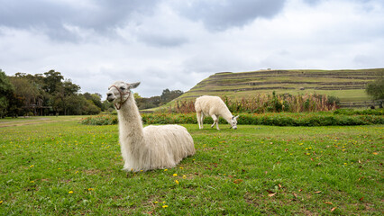 Fototapeta premium Vicuña, llama o alpaca en el museo de Pumapungo en la ciudad de Cuenca, Ecuador.