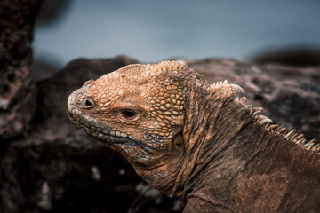 Close-Up Portrait of a Galapagos Iguana