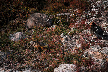 Galapagos Land Iguanas in Natural Habitat