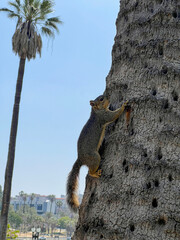 Squirrel on a Tree in MacArthur Park, Los Angeles