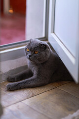 Beautiful Grey Scottish-fold shorthair fluffy cat with orange eyes lays comfortably on the floor under the door. Cold picture toning. Pets care. World cat day.	