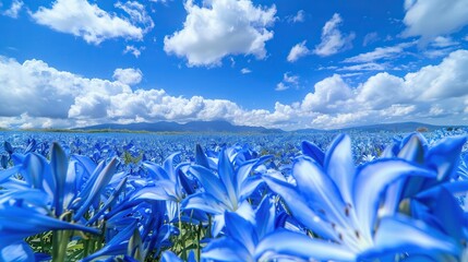 A flower sea composed of blue lilies, with a background of clouds
