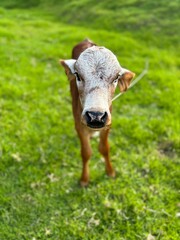 ternero café con cabeza blanca hermoso