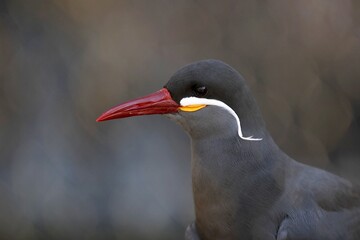 美しいボケ背景のインカアジサシ