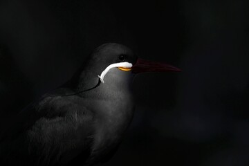 黒背景のインカアジサシの横顔