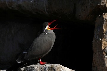 横向きで鳴くインカアジサシ