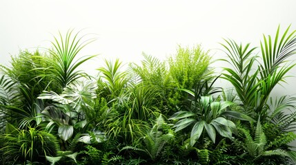Fototapeta premium Lush green plant arrangement with a variety of ornamental grasses and foliage, set against a white background, emphasizing natural beauty
