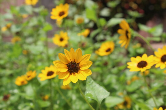  A close up of a yellow East Coast Dune Sunflower flower in Baliati Jamidar Bari 