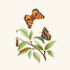 Lovely illustration of butterflies in an enchanting botanical scene.