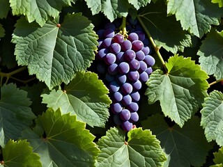 Purple grapes bunch hiding among green grape leaves