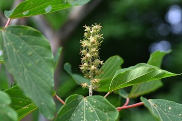 Japanese mallotus (Mallotus japonicus) flowers. Euphorbiaceae dioecious deciduous shrub. Numerous white flowers bloom in panicles in early summer.