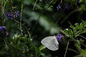 mariposa blanca en una flor morada
