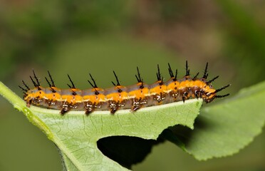 Gulf fritillary caterpillar Agraulis incarnata caterpillar insect nature pest control Springtime.