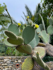 Beautiful Opuntia leucotricha cactus plant with yellow flowers in botanical garden park close up © Lapasmile