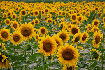 Naklejka premium Field fill of sunflowers in summer