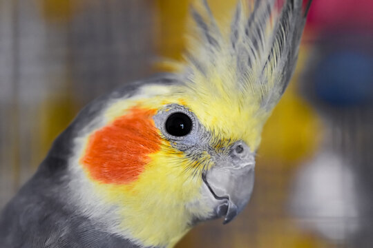 Yellow and grey cockatiel parrot close-up portrait