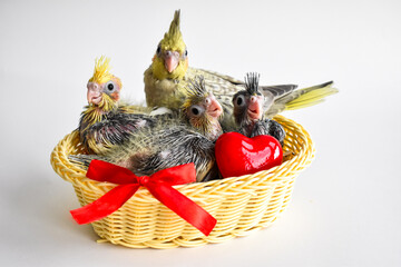 Nest basket with chicks baby birds with ribbon and heart  © VIKTORIA