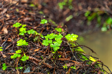 Close-up of Clover. Henry Cowell Redwoods State Park.