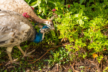 Naklejka premium Indian Peafowl (Pavo cristatus) eating grass