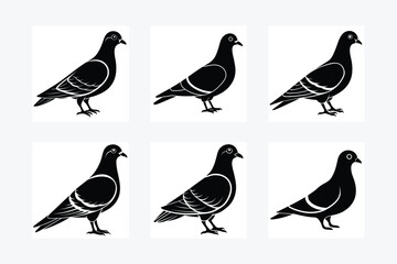 Pigeon Silhouette vector illustration black and white 