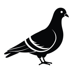 Pigeon Silhouette vector illustration black and white 
