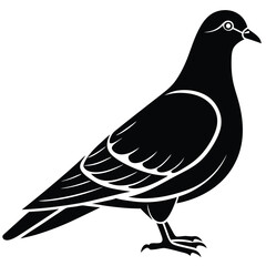 Pigeon Silhouette vector illustration black and white 