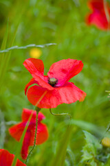 red poppy flower