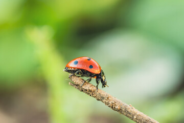 A Ladybug's Journey On A Sun-Kissed Twig