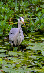 heron